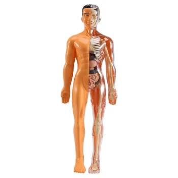 3D модель анатомии человеческого тела, детская пластиковая игрушка-скелет 