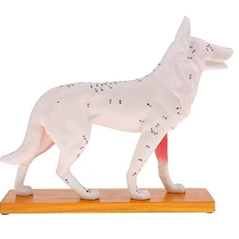 Анатомическая модель собаки Модель акупунктурной анатомической точки акупунктуры Тела собаки с 72 точками акупунктуры Учебная модель