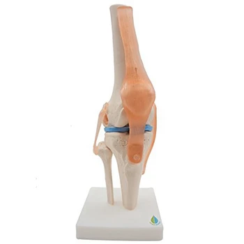 Анатомический коленный сустав Обучающая модель коленного сустава человека со связками, в натуральную величину