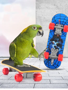 Игрушки для птиц Забавный мини-скейтборд Игрушка для попугая Тренировочный скейтборд Волнистые попугайчики Игрушка для роста попугайчиков Pajaros Интеллектуальные аксессуары для птиц 0