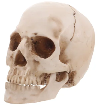 Копия человеческого черепа 1: 1, модель и поделки для взрослых, реквизит для макияжа на выпускной вечер