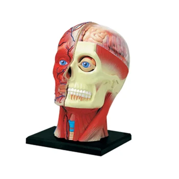 Медицинская модель человеческого тела с торсом, обучающая модель мышц головы, нервных органов для обучения студентов, модель для сборки в учебном кабинете