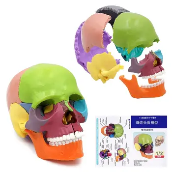 Медицинская съемная 15 деталей 1: 2 модель черепа человеческого цвета, имитация черепа, модель черепа Медицинская