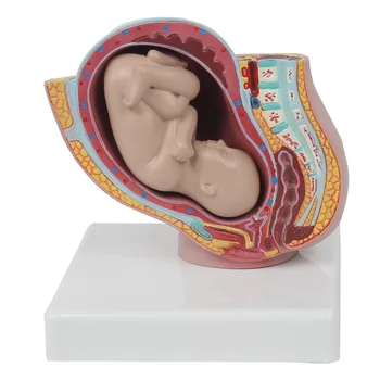 Модель обучения акушерству Развитие эмбриона Беременность 9 Месяцев Женский Таз С 9-Месячной Моделью Плода Медицинская Модель