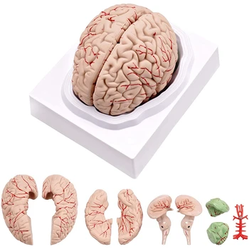 Модель человеческого мозга, анатомическая модель человеческого мозга в натуральную величину с подставкой для дисплея, для изучения в классе естествознания и преподавания