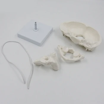 Учебное пособие по анатомии позвоночника затылочной кости включает подробную информацию о челноке 2