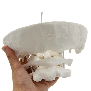 Учебное пособие по анатомии позвоночника затылочной кости включает подробную информацию о челноке 5