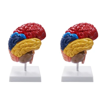 2X Анатомическая модель головного мозга Анатомия 1: 1 Половина ствола головного мозга Учебные лабораторные принадлежности 0