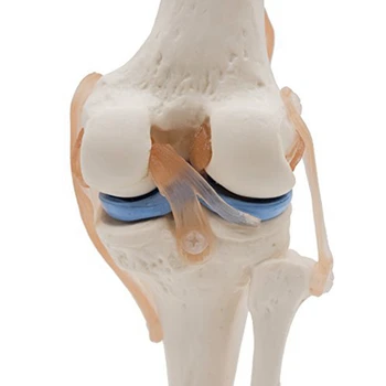 Анатомический коленный сустав Обучающая модель коленного сустава человека со связками, в натуральную величину 2