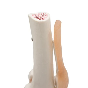 Анатомический коленный сустав Обучающая модель коленного сустава человека со связками, в натуральную величину 3