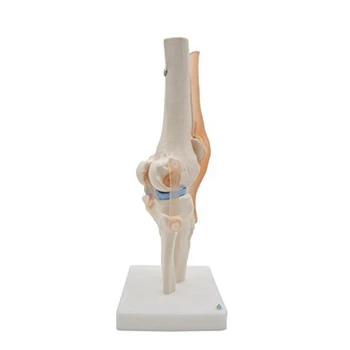 Анатомический коленный сустав Обучающая модель коленного сустава человека со связками, в натуральную величину 5