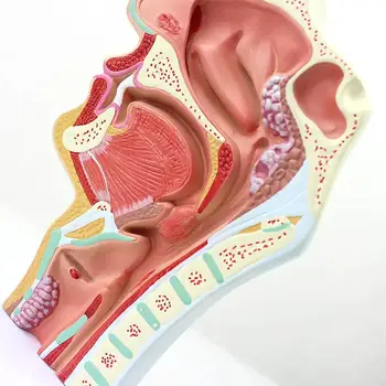 Модель патологического носоглоточного ринита человека, медицинские обучающие модели 3